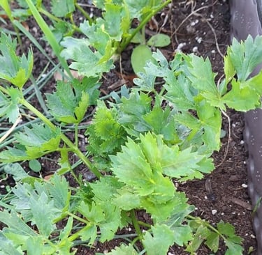 green Parsley herbs that are ready to harvest
