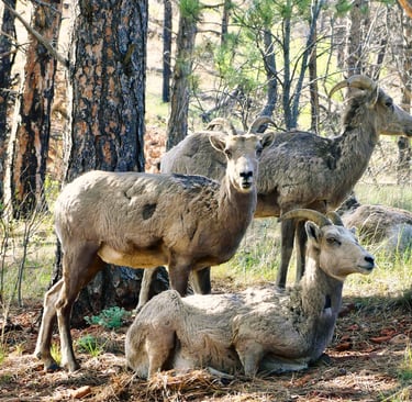 A small group of bighorn sheep ewes and lambs resting in the shade of a pine forest.