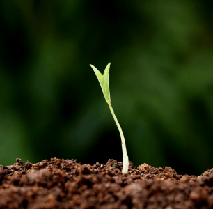 semilla germinando como el fruto espiritual que buscamos en cada sesión