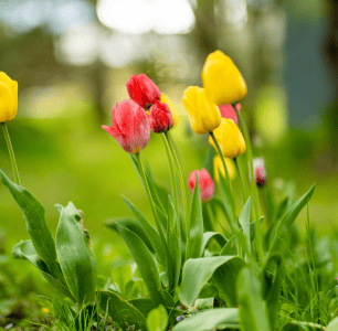 Flores de colores en un cementerio, representando homenaje y conexión espiritual