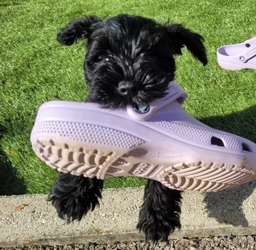 Bébé Schnauzer qui vole un Crocs