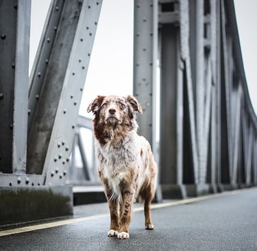 Pet dog cat training treat stay behaviour