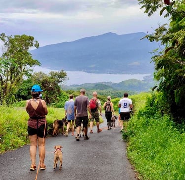 Balade de chiens à Tahiti