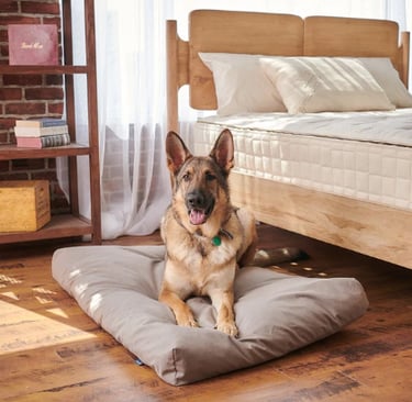 Naturepedic organic cotton and latex non-toxic pet bed.