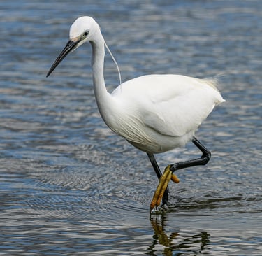 Little Egret, Rye Harbour Nature Reserve, Sussex