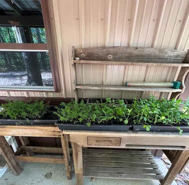 Ammi & Orlaya getting ready to go into field.
