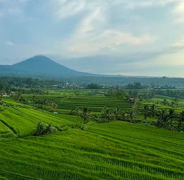 Jatiluwih Rice Terrace Bali
