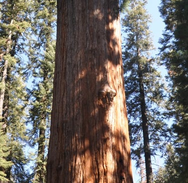 a giant tree in the middle of a forest in, sequoia national park