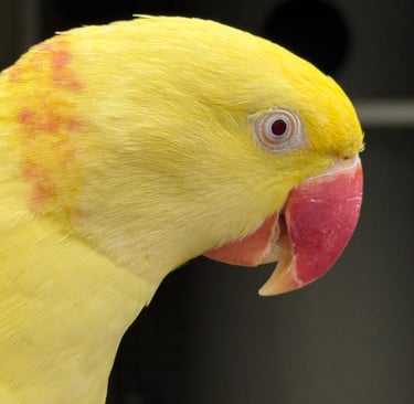 Grand alexandre Lutino