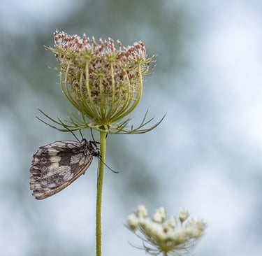a butterfly on a flower with a sky background