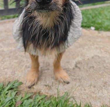 a dog is standing on a concrete surface