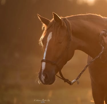 Bild von HighPi (Pferd)