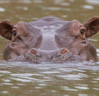 Foto van een nijlpaard, een groot en indrukwekkend zoogdier, bekend om zijn massieve lichaam en leve