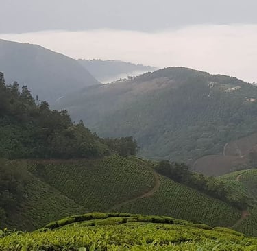 kolukkumalai-teaestate