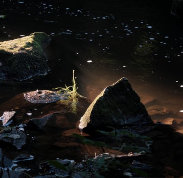 a small stream of water with rocks and grass