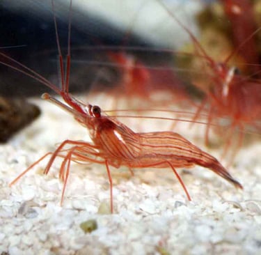 camarao bailarino Lysmata rathbunae