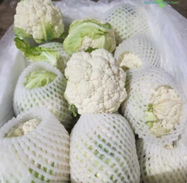 Sup-lo-trang-nhap-khau