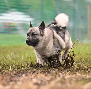 Norwegian Elkhound running FastCAT in the mud