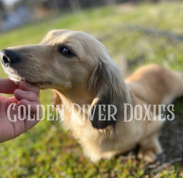 Shaded cream dachshund getting pets