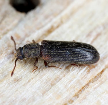 insecte lyctus pris sur un bois