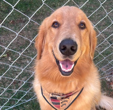 Golden Simba sentado na grama