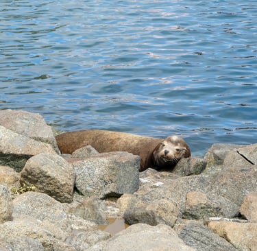otaries visible a monterey californie USA