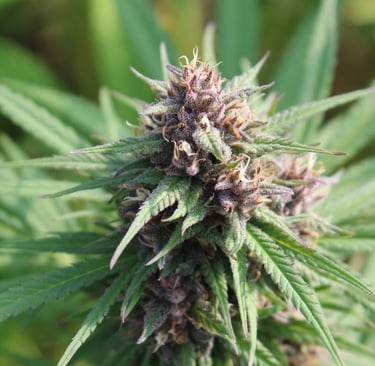 Ferme de belon fleur de CBD