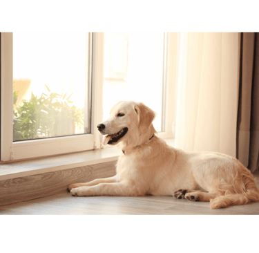 a dog laying on the floor in front of a window