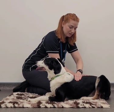 Massaging along a dogs back muscles.