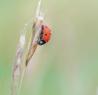 a ladybug ladybird on a plant