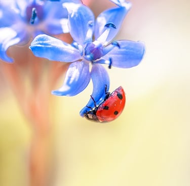 a ladybug ladybug ladybug ladybug ladybug