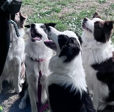 DOGGO természetes kutyarágó – prémium fogtisztító kutyáknak