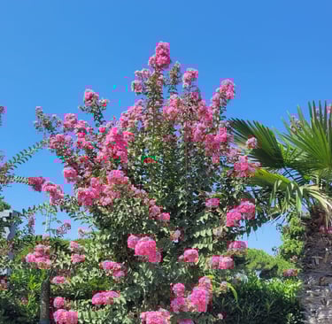 a tall bush with pink flowers