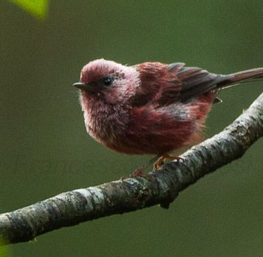 A Pink-headed Warbler with amazing silvery pink head feathers and red body in Montetik