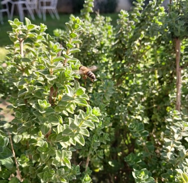 a bee on an Organic Greek oregano plant