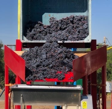Dark purple grapes fall from a bin into a hopper
