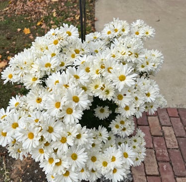 Beautiful fall blooming mum - not sure of name - but blooms every November