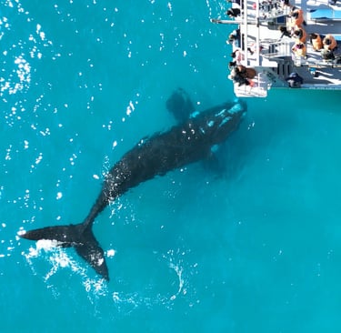 Whale Watching Activities at White Shark Guest House in Gansbaai
