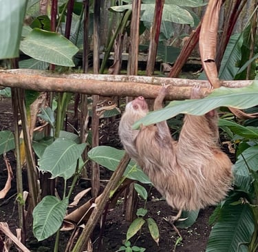 Faultier Sanctuary Monteverde Costa Rica