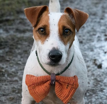 Un portrait d'un petit chien portant un nœud papillon