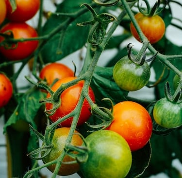 green vertical garden Cerry Tomatoes