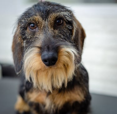 peluqueria canina teckel