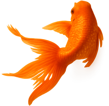 A fish named Fred