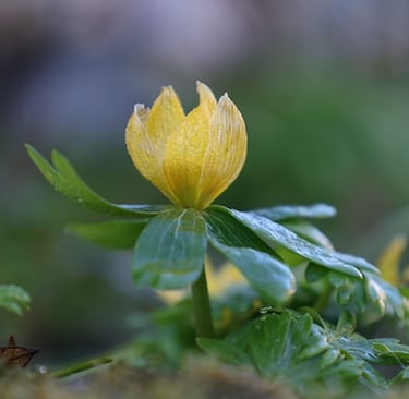 one yellow flowering winter garden plant