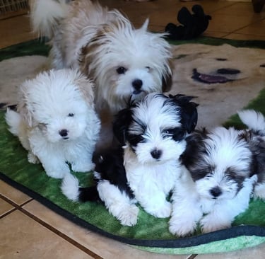 4 Adorable Mal-Shi Puppies in a group.
