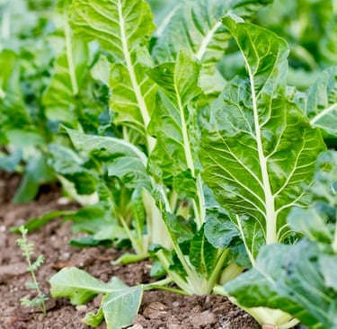 multiple beets growing weel in a container