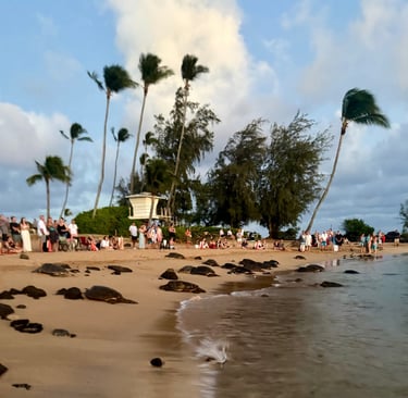 turtles at poipu beach kauai Hawaii
