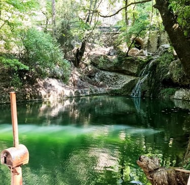 Serene green pond with a small waterfall surrounded by lush trees in a natural forest park.
