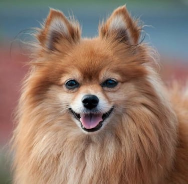 perrito pomerania buenos aires