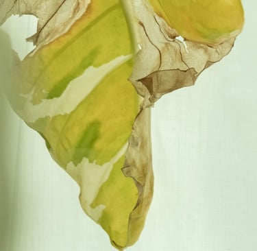 Yellow leaf